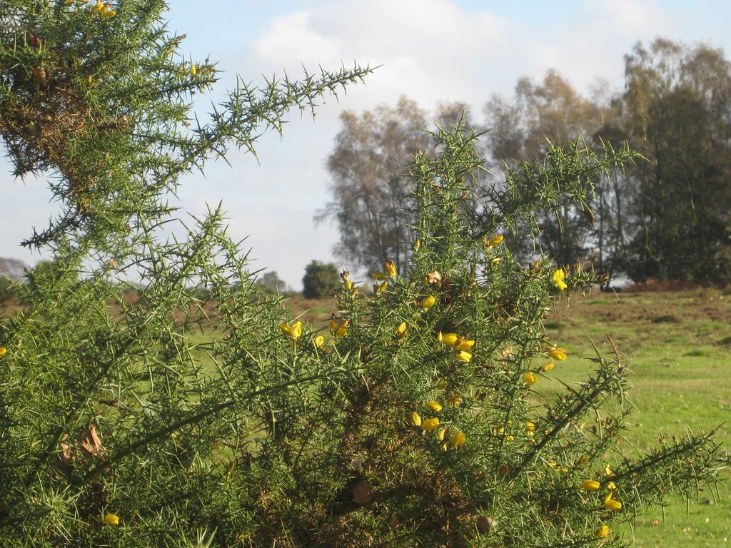 לינדהרסט Whitemoor House B&B מראה חיצוני תמונה