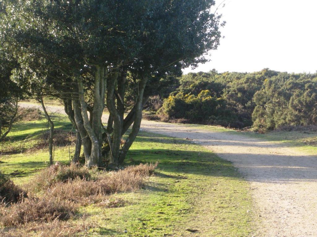 לינדהרסט Whitemoor House B&B מראה חיצוני תמונה